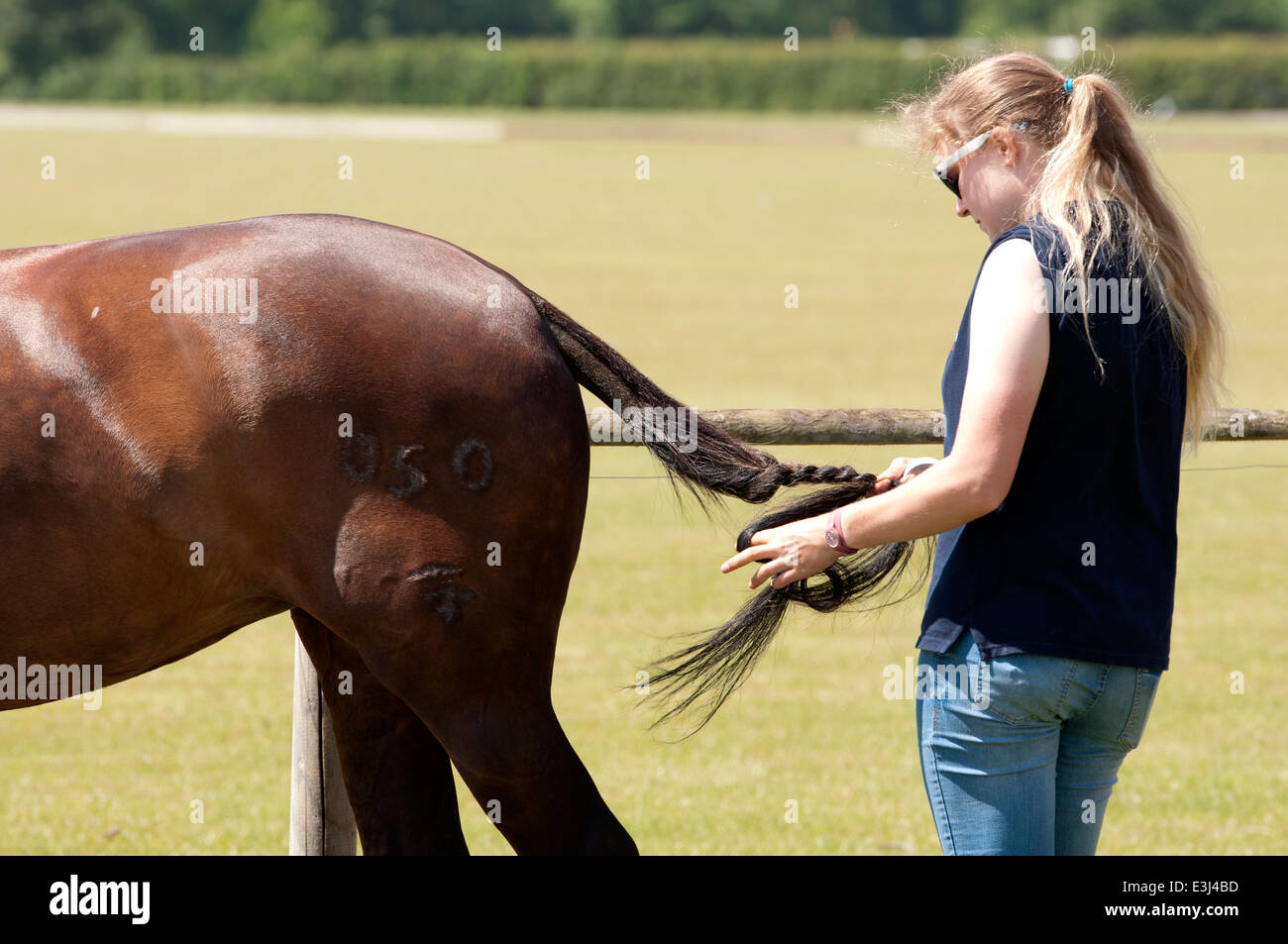 A polo pony`s tail being plaited Stock Photo Alamy